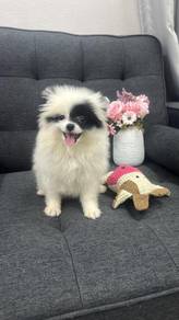 Pure Breed Parti Pomeranian (F397) 