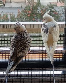 Anak Muda Cockatiel 