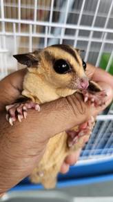 Sugar Glider Whiteface (WF) 