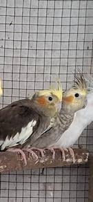 tiel.