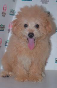 i47 Charming Poodle Dog