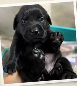 Labrador 