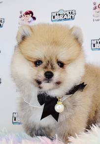 Pomeranian