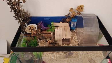 aquarium ikan (fish tank)