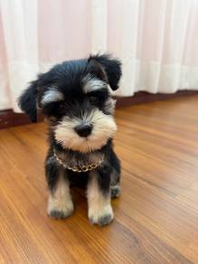 Miniature Schnauzer 迷你雪纳瑞