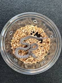 ular jagung corn snake offer
