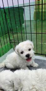 bichon frice 