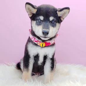 Shiba
