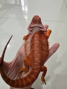 Bearded dragon