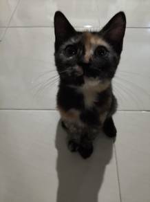 anak kucing