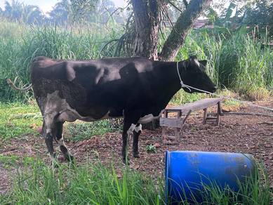 Lembu Susu Dara Bunting