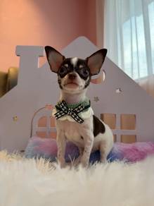 Short Coat Chihuahua boy 🩵