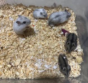 Winter White Hamster
