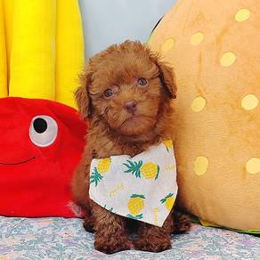 Poodle