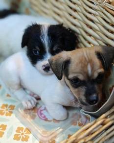 Jack Russell mix Chihuahua for adoption with fee