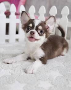 CHIHUAHUA PUPPIES VIP264🌷Head Apple Cute Dog