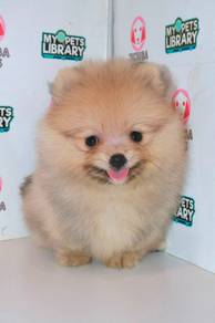 J0077 Pomeranian Sweet Baby Face Toy Puppy