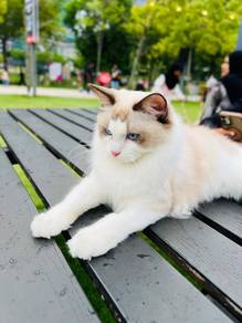 ragdoll
