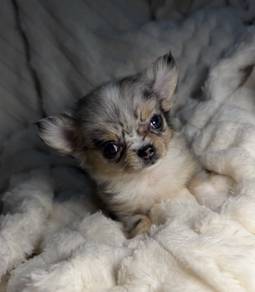 CHIHUAHUA PUPPIES 176 🌷Head Apple Cute Dog
