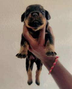 Rottweiler Puppy