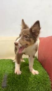 Border collie male special marking