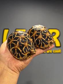 Star Tortoise / Kura-kura