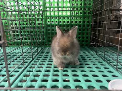 Anak arnab anggora mix