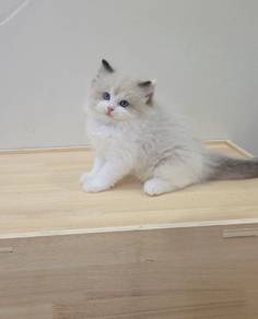 ragdoll