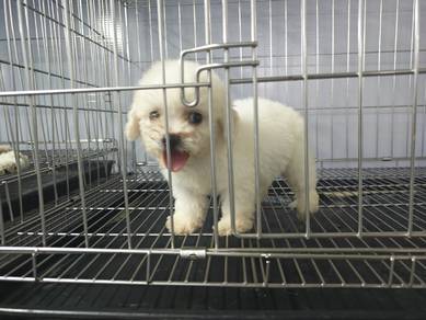 bichon puppy