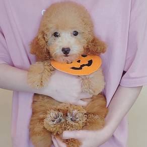 Poodle