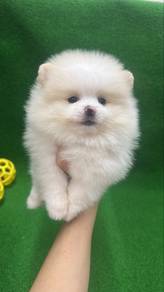 Female Pomeranian Puppy F-395