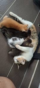 cat For adoption 