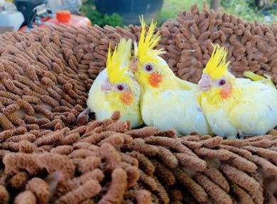 Anak suap cockatiel Lutino