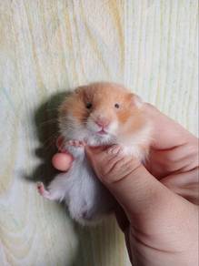 hamster