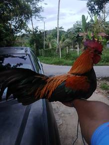 ayam hutan