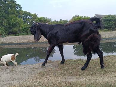 Kambing Jamlo
