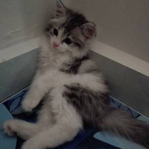 Mix persian