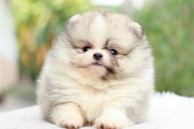 Pomeranian