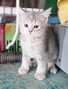 non std munchkin kitten / anak kucing non std