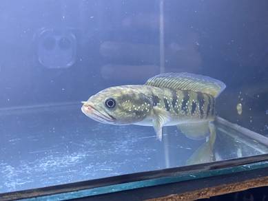 chana asiatica hf