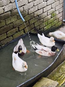 Call Duck
