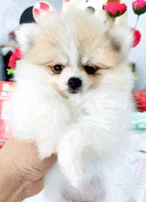 G_28rr tiny Pomeranian white & brown haired