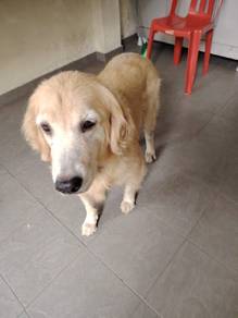 Golden Retriever Adult