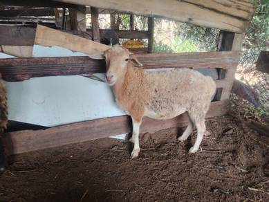 Biri bara buting
