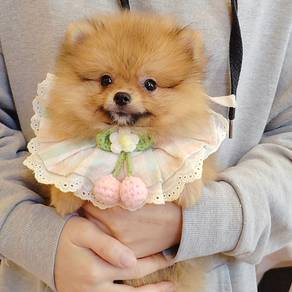 Pomeranian