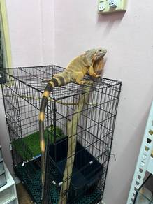 Mating service IGUANA 