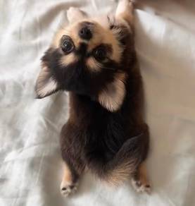 Chihuahua