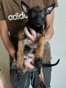 Belgain Malinois 高品质黑脸马犬🐕‍🦺
