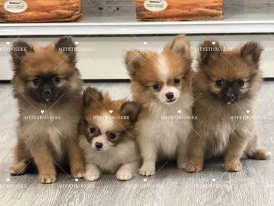 teacup pomeranian