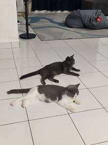 BSH (Ibu&Anak)